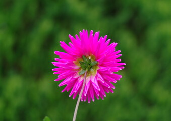 Obraz premium ダリア