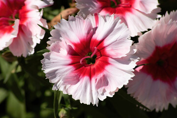 red and white flower