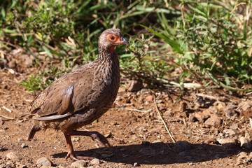 Swainsonfrankolin / Swainson's francolin or Swainson's spurfowl / Francolinus swainsonii.