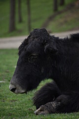 Fototapeta premium black and white