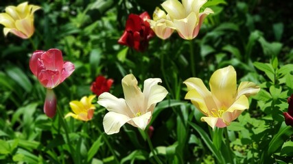 white and yellow tulips
