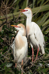 Mating Pair of Cattle Egrets