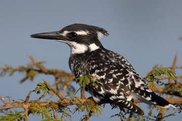 Graufischer / Pied kingfisher / Ceryle rudis