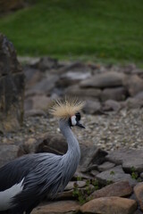 grey crowned crane