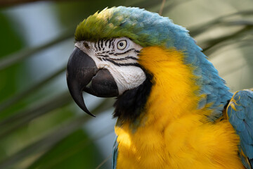Blue-and-Yellow Macaw