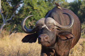 Fototapeta premium Kaffernbüffel / African buffalo / Syncerus caffer