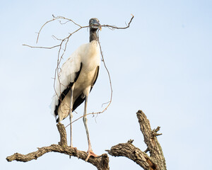 Wood Stork with Nesting Material