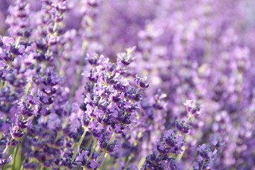 Field of Lavender, Lavandula angustifolia, Lavandula officinalis 