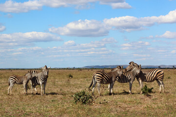 Naklejka premium Steppenzebra / Burchell's zebra / Equus burchellii....