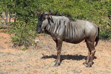 Naklejka na ściany i meble Streifengnu / Blue wildebeest / Connochaetes taurinus