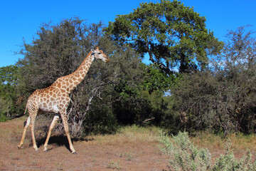 Giraffe / Giraffe / Giraffa camelopardalis