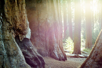 Fototapeta premium Sequoia National Park Sequoia Trees