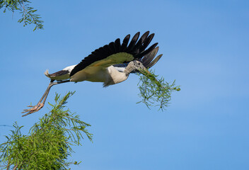 A wood stork flying back to the nest with nesting material.