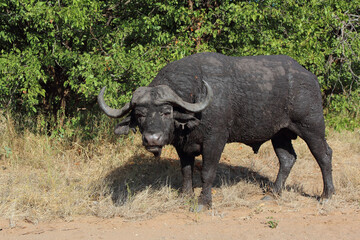 Fototapeta premium Kaffernbüffel / African buffalo / Syncerus caffer