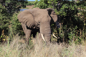 Afrikanischer Elefant / African elephant / Loxodonta africana