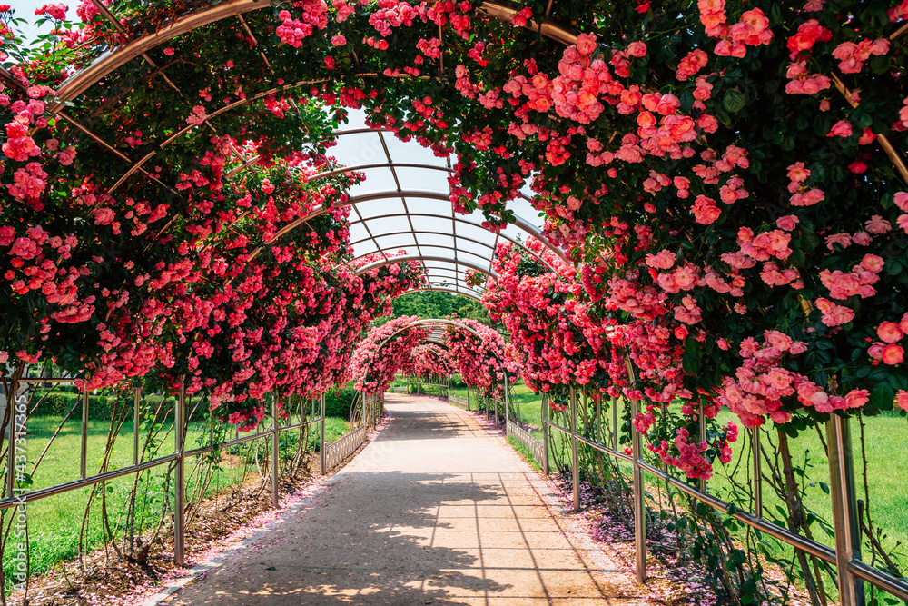 Wall mural pink rose tunnel at ilsan lake park in goyang, korea