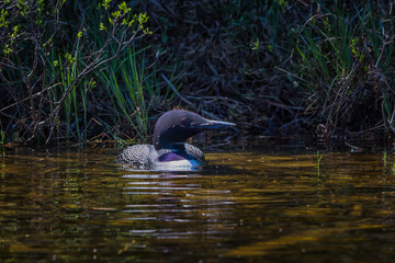 Common Loon at the edge of a lake with her nest in behind. 