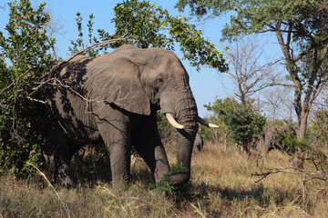 Obraz premium Afrikanischer Elefant / African elephant / Loxodonta africana