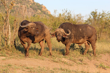 Obraz premium Kaffernbüffel und Rotschnabel-Madenhacker / African buffalo and Red-billed oxpecker / Syncerus caffer et Buphagus erythrorhynchus..
