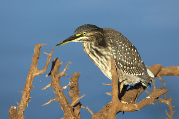 Mangrovenreiher / Green-backed heron / Butorides striatus