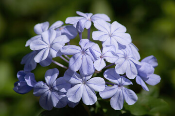 blue plumbago flowers