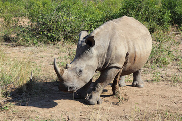 Fototapeta premium Breitmaulnashorn / Square-lipped rhinoceros / Ceratotherium Simum