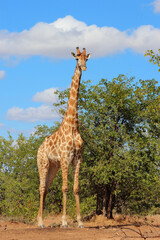 Giraffe / Giraffe / Giraffa camelopardalis