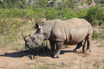 Breitmaulnashorn / Square-lipped rhinoceros / Ceratotherium Simum