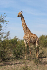 Giraffe / Giraffe / Giraffa camelopardalis