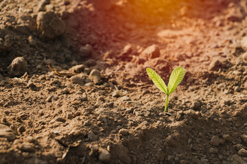 Growing plant,Young plant in the morning light on ground background, New life concept.Small plants on the ground in spring.fresh,seed,Photo fresh and Agriculture concept idea.
