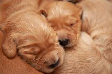 two puppy siblings sleeping