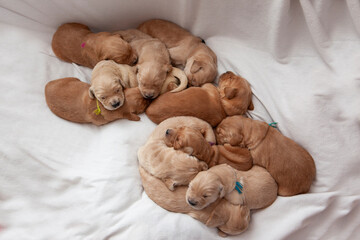 a litter of eleven golden dogs sleeping together on a blanket
