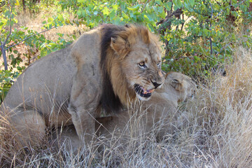 Afrikanischer Löwe / African lion / Panthera leo..
