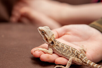 a small young bearded dragon on someone's hand