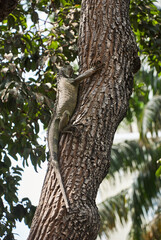 Iguanas in Seminario park.