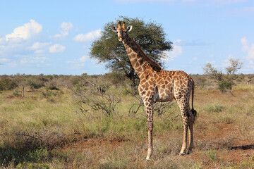 Giraffe / Giraffe / Giraffa camelopardalis
