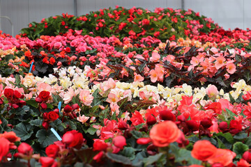 Tables of multicolored begonia flowers in bloom