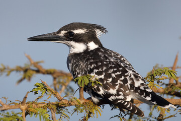 Graufischer / Pied kingfisher / Ceryle rudis