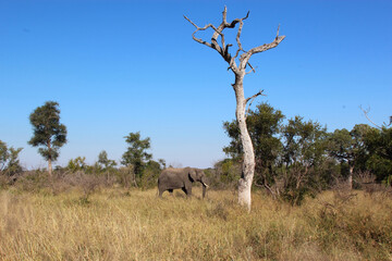 Naklejka premium Afrikanischer Elefant / African elephant / Loxodonta africana
