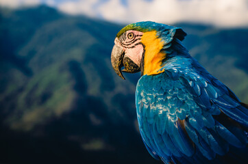 Guacamaya 212 © RalEnrique