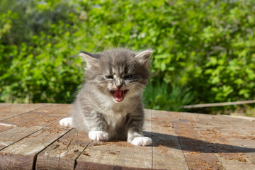 Cute gray kitten looking up on the white background