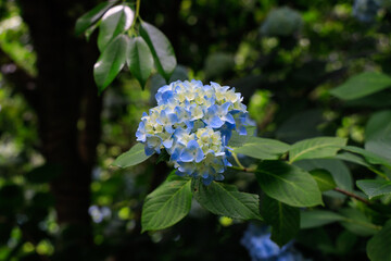 アジサイ