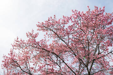 桜の木