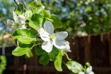 Blossoming apple tree brunch with white flowers on green background
