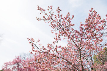 桜の木