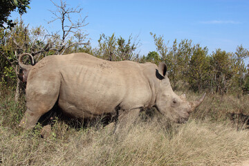 Fototapeta premium Breitmaulnashorn / Square-lipped rhinoceros / Ceratotherium Simum