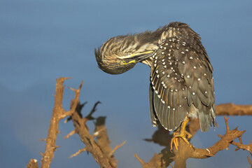 Mangrovenreiher / Green-backed heron / Butorides striatus