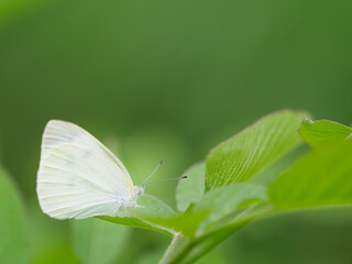 モンシロチョウ