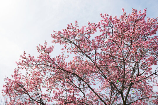 17 295 Best 桜の木 Images Stock Photos Vectors Adobe Stock
