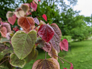 red and yellow flowers